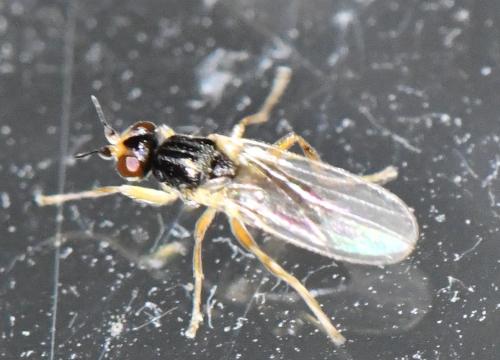 Elachiptera cornuta
